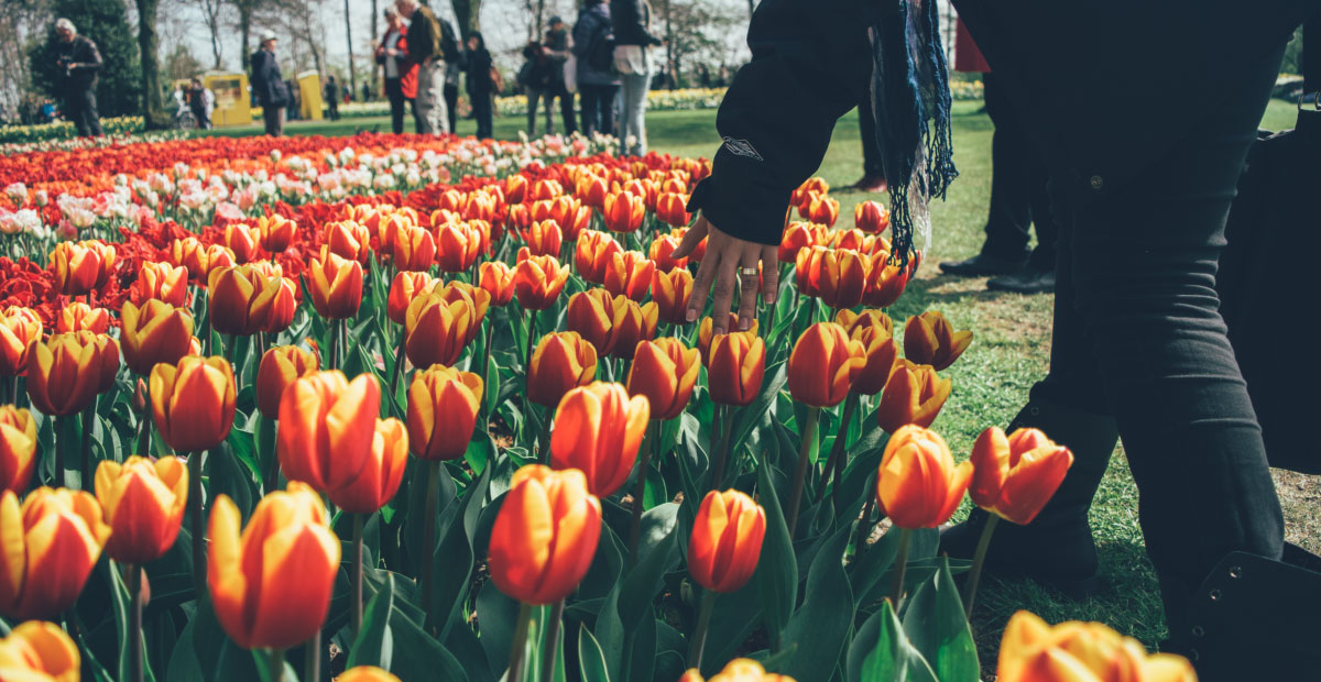 tmimice-viagem-para-funcionarios-holanda-e-suas-flores